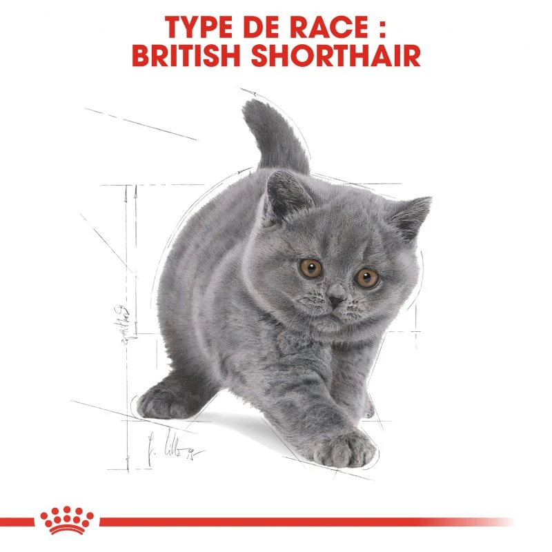 ROYAL CANIN British Shorthair Kitten 400g X2 – Image 5